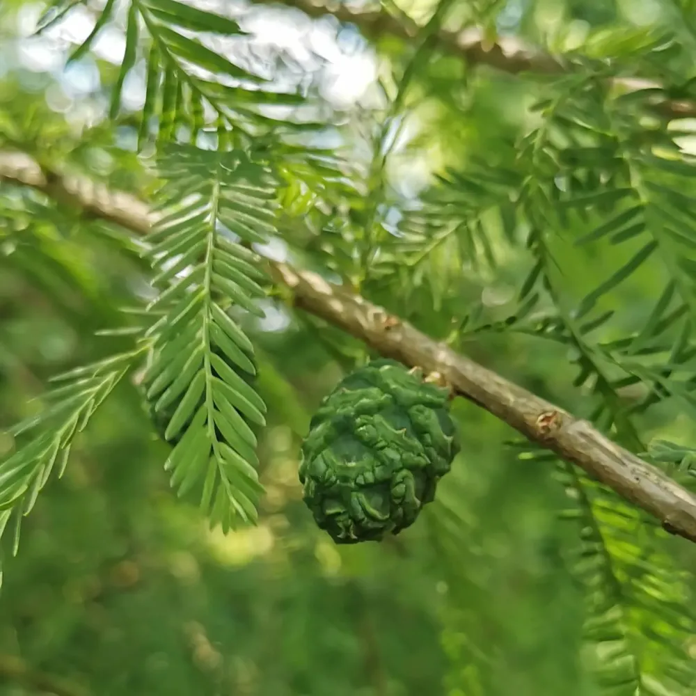 plantes (2)