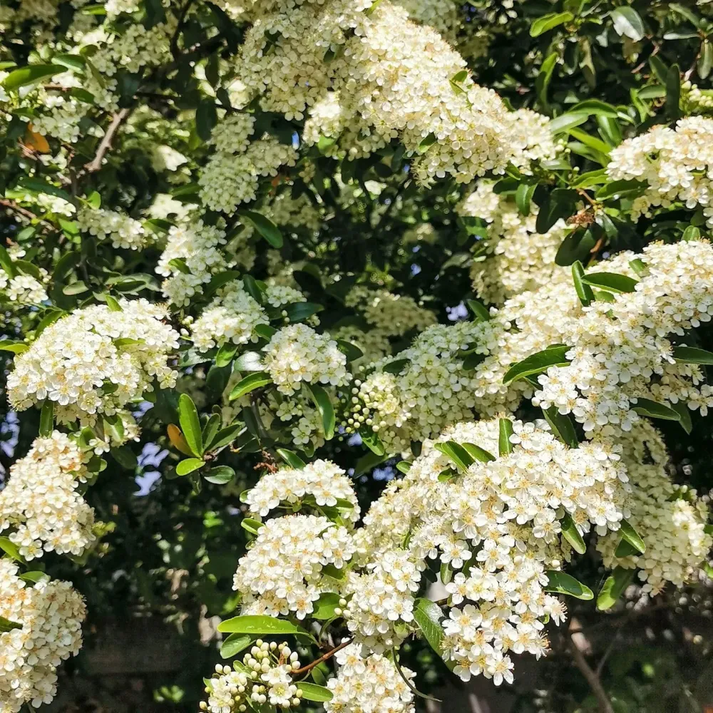 Producteur de plantes à Saint-Sulpice-et-Cameyrac