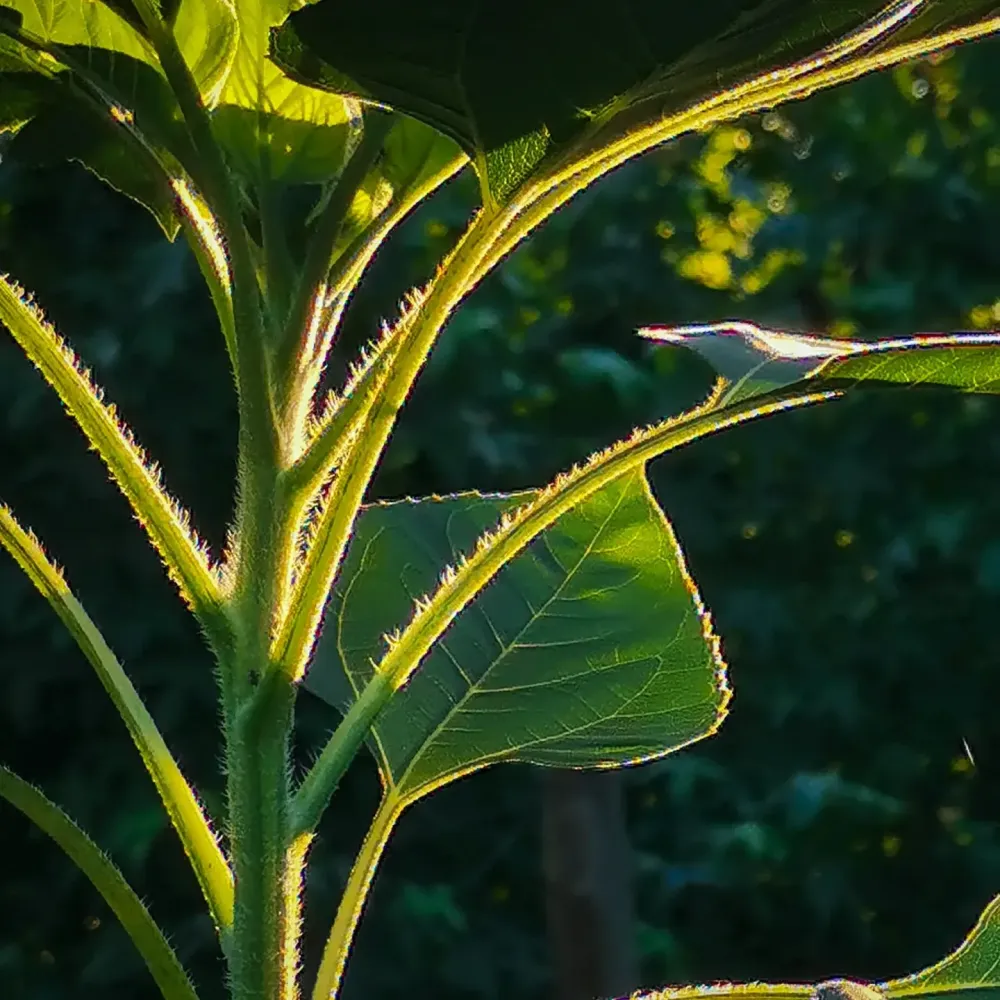 Plantes vivaces et graminées à Saint-Sulpice-et-Cameyrac