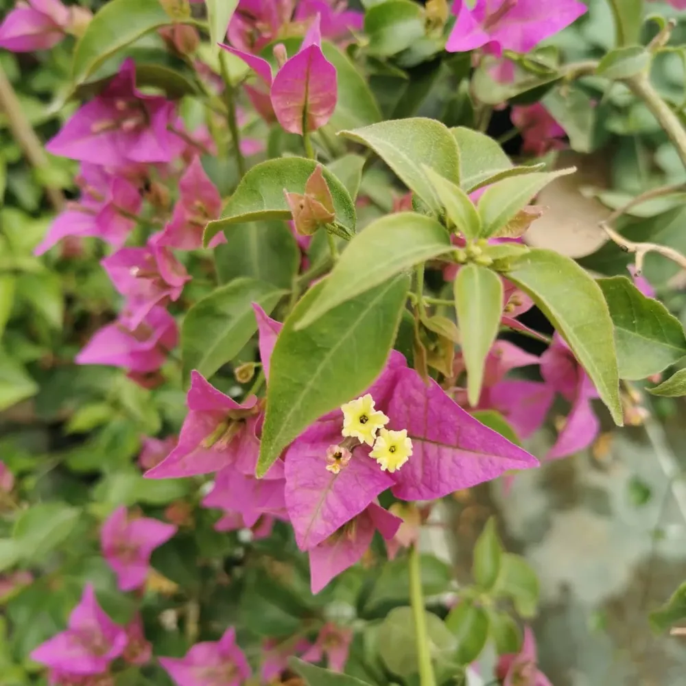Arbuste à fleurs à Saint-Sulpice-et-Cameyrac