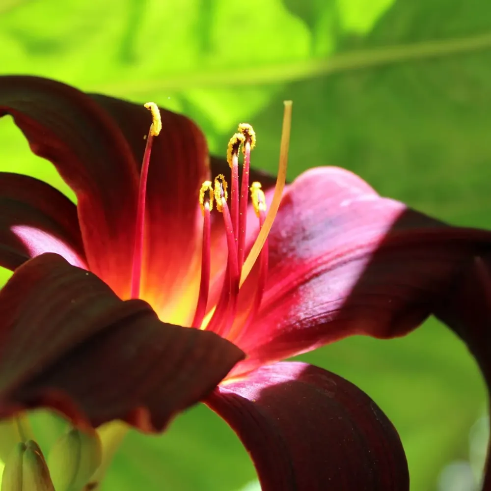 Plante méditerranéenne à Saint-Sulpice-et-Cameyrac